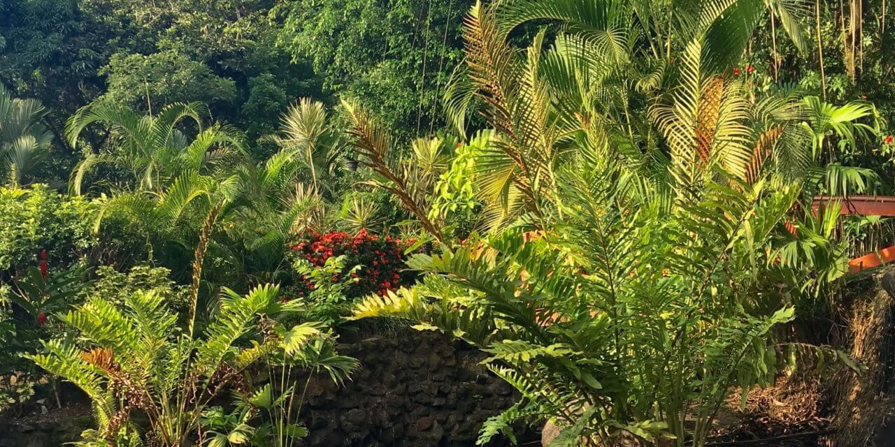 COSTA RICA-2 BY ELLE O’SHEA