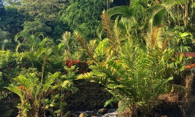COSTA RICA-2 BY ELLE O’SHEA