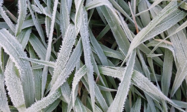 FOLIATE LIGHT #43 BY DAVID SAPP