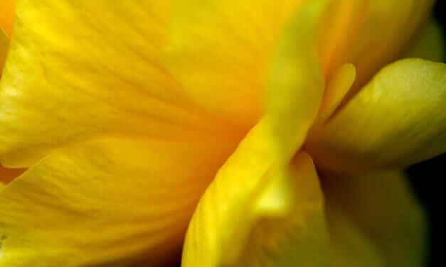 VIEWS OF NATURE 2 BY WINDFLOWER TOWNLEY