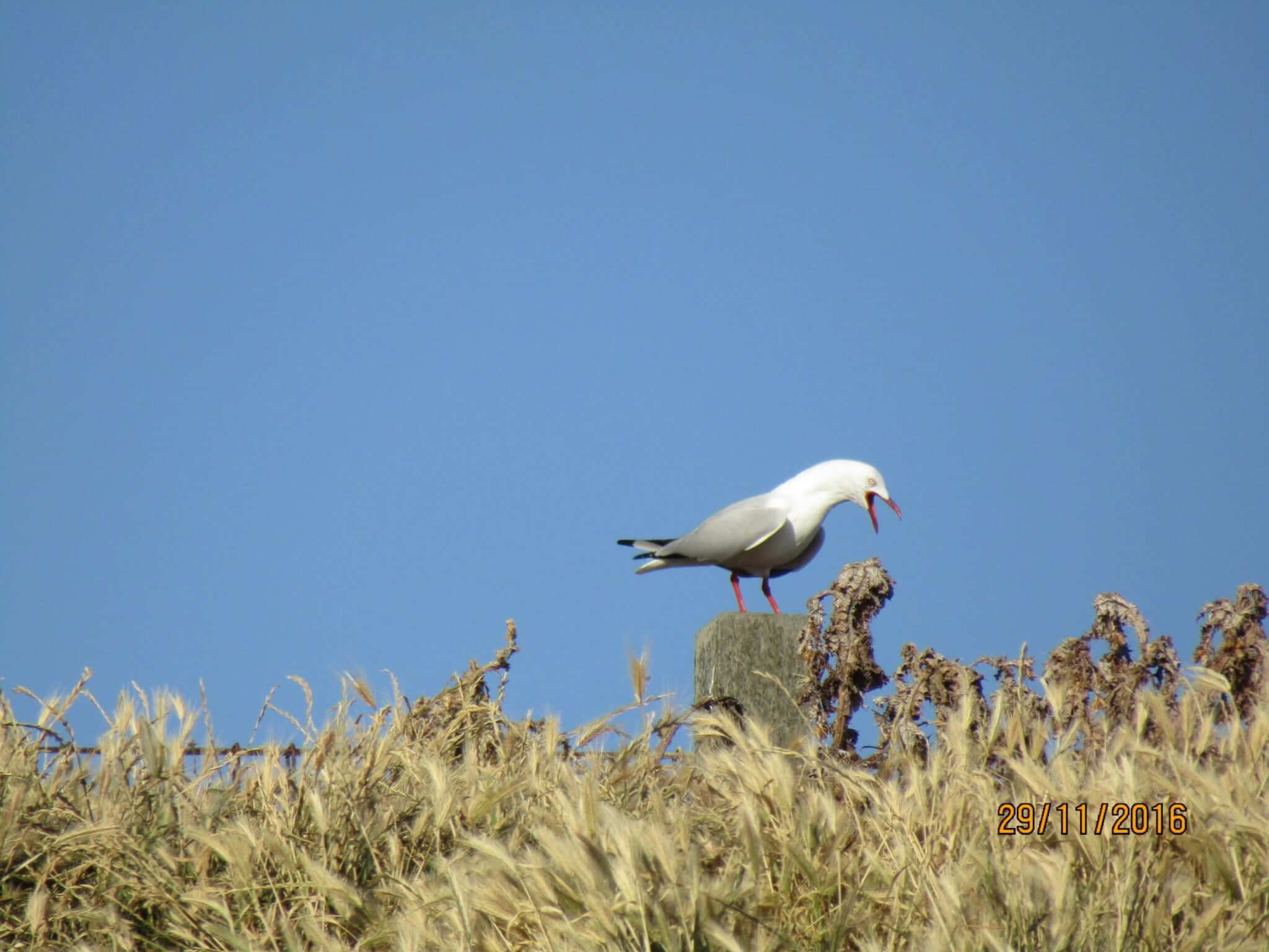 SEABIRD BEING LOUD BY DILANTHA GUNAWARDANA