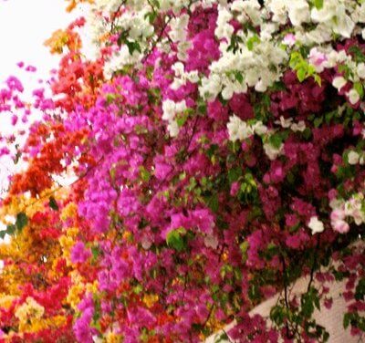 PETALS AND LEAVES 1 BY ALBERT RUSSO
