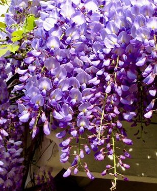 PETALS AND LEAVES 5 BY ALBERT RUSSO