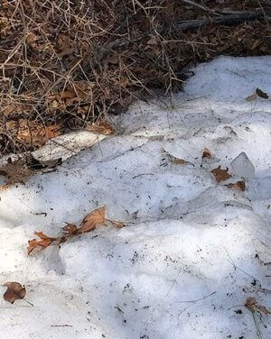 SPRING SNOW 2 BY CYNDI CRESSWELL COOK