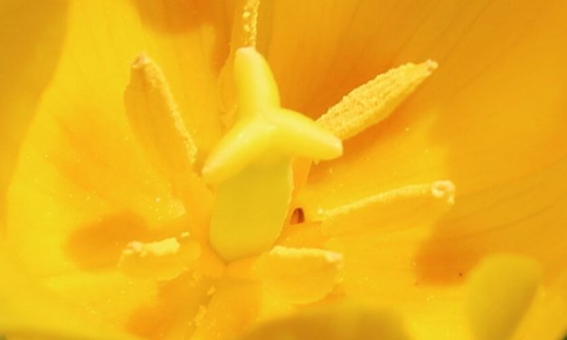 SPRING 1 BY JOHN McCLUSKEY