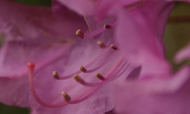 SPRING 3 BY JOHN MCCLUSKEY