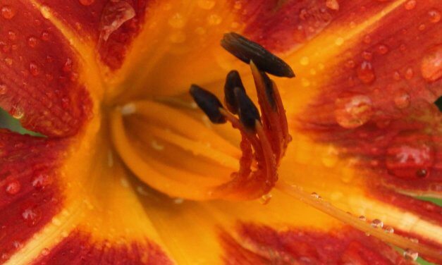 SPRING 4 BY JOHN MCCLUSKEY