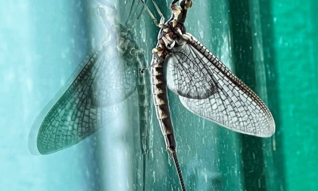 MAYFLY BY LINDA ALLISON