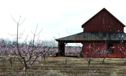 PEACH BARN BY KATHLEEN JOHNSTON