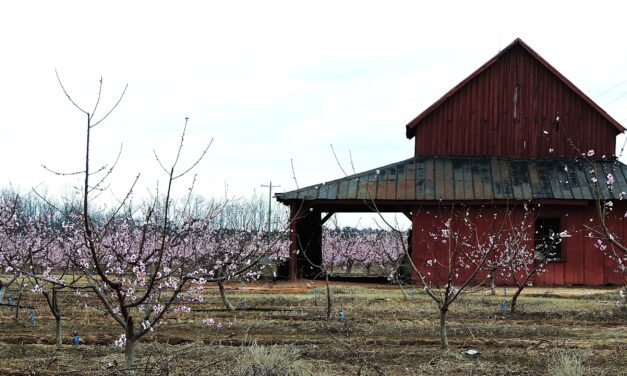 PEACH BARN BY KATHLEEN JOHNSTON