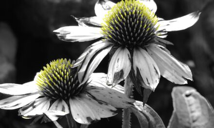 WHITE CONE FLOWERS BY KATHLEEN JOHNSTON