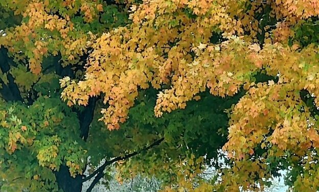 FOLLOW THE YELLOW LEAF ROAD BY RALPH MACIOCI