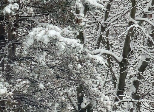FROSTY FOREST BY RALPH MACIOCI