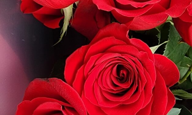 FIVE PROMINENT ROSES BY RALPH MACIOCI