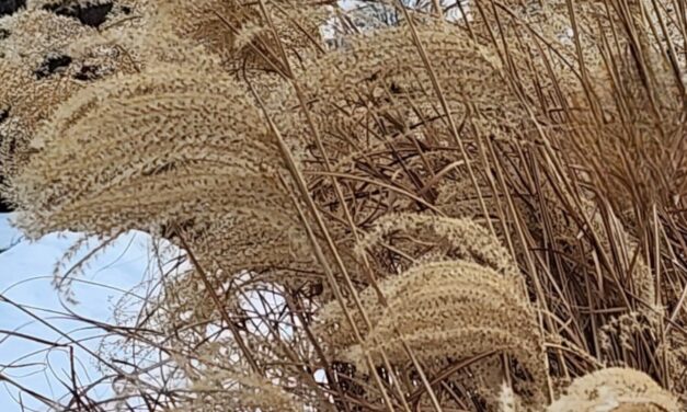 SILVER FEATHER GRASS BY RALPH MACIOCI