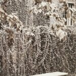 COURTYARD IN SEPIA BY RALPH MACIOCI