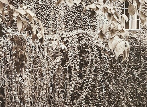 COURTYARD IN SEPIA BY RALPH MACIOCI
