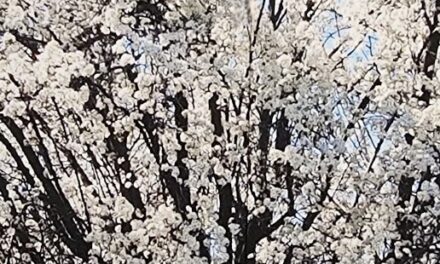 FULL BLOSSOMS BY RALPH MACIOCI