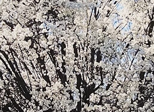 FULL BLOSSOMS BY RALPH MACIOCI