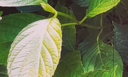 HYDRANGEA SOLITUDE BY RALPH MACIOCI