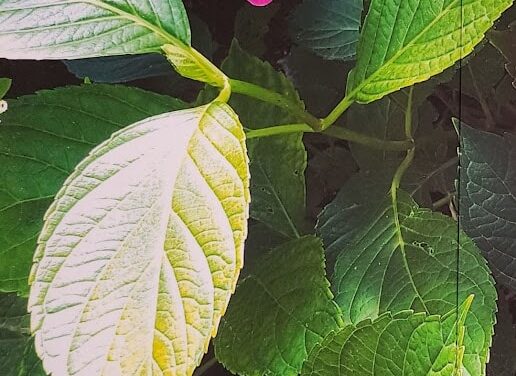 HYDRANGEA SOLITUDE BY RALPH MACIOCI