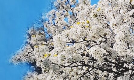 IT’S SPRING IT’S NO APRIL FOOL BY RALPH MACIOCI