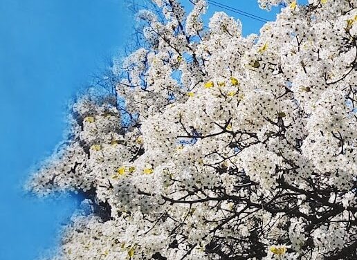 IT’S SPRING IT’S NO APRIL FOOL BY RALPH MACIOCI