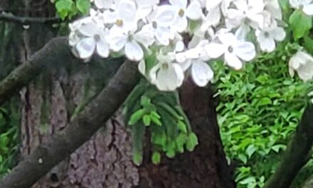 DOGWOOD BLOSSOMS BY RALPH MACIOCI