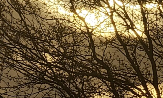 NOON SUN STUCK IN TREES BY RALPH MACIOCI