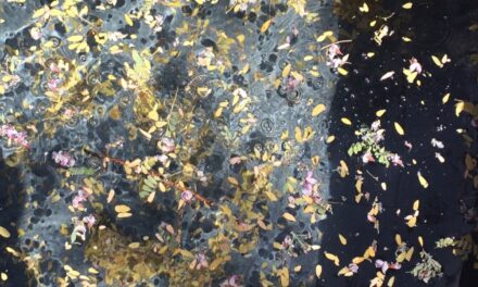 FALL COLORS REIMAGINED BY SUSAN ROBBINS