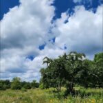 A WALK IN THE MEADOW BY RALPH MACIOCI