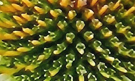 CONEFLOWER CENTER BY RALPH MACIOCI