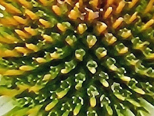 CONEFLOWER CENTER BY RALPH MACIOCI